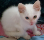 Chat Tom -  Mâle (2 mois)