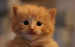 Chat kitten -  Femelle (3 mois)