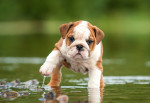 Un chiot English Bulldog marche d'un pas mal assuré dans l'eau