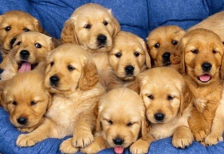 Photo Chien Mes Bebe Golden Retrivers