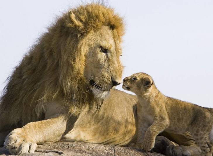 Photo Chat Le Lion Et Son Bebe